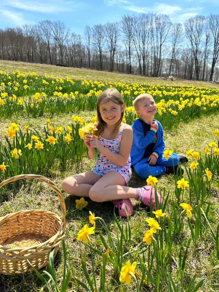 Dancing Daffodils at Halfinger Farms in Higganum