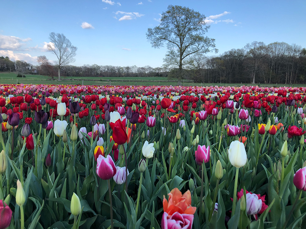 A tulip field at Wicked Tulips in Preston.